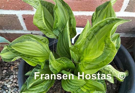 Hosta Emerald Necklace